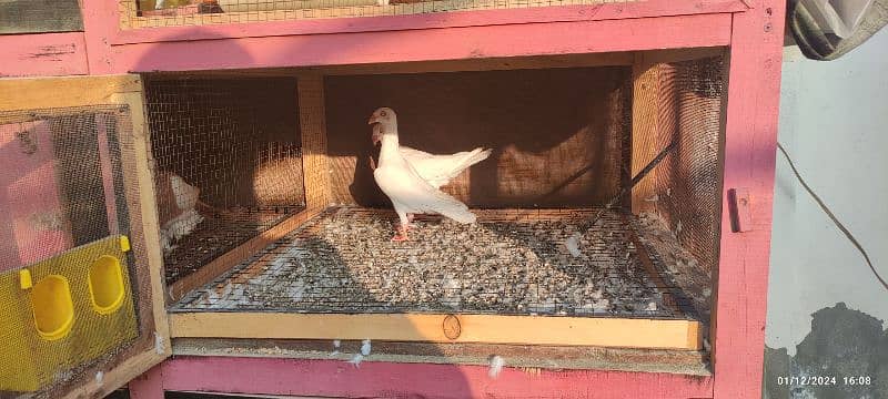 Aseel Hens Cage Pigeons Finches Birds Cage 4