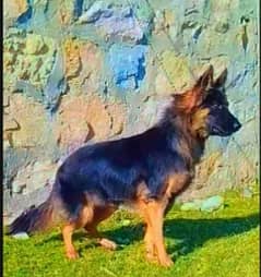 German Shepherd female long coat 5 mahine for sale waxing okay