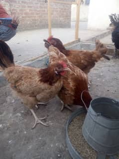 Ghar ki desi murgia with Australorp murga