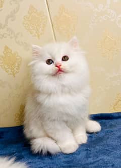 high quality kitten|Punch face Kittens|persian cat|cute|tripple|fluffy