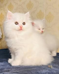 white cat/Punch face Kittens|persian cat|cute|tripple|fluffy kitty