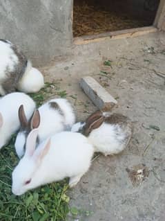 Rabbits For Sale In Affordable Prices