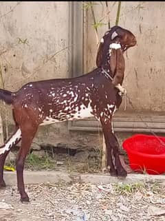 bakri