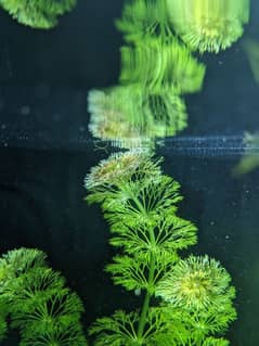 Limnophila