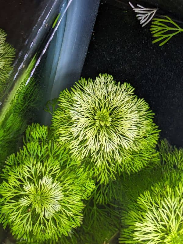 Limnophila sessiliflora aqua plant (8 stemps) 2