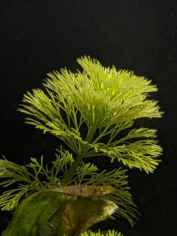 Limnophila sessiliflora aqua plant (8 stemps) 4