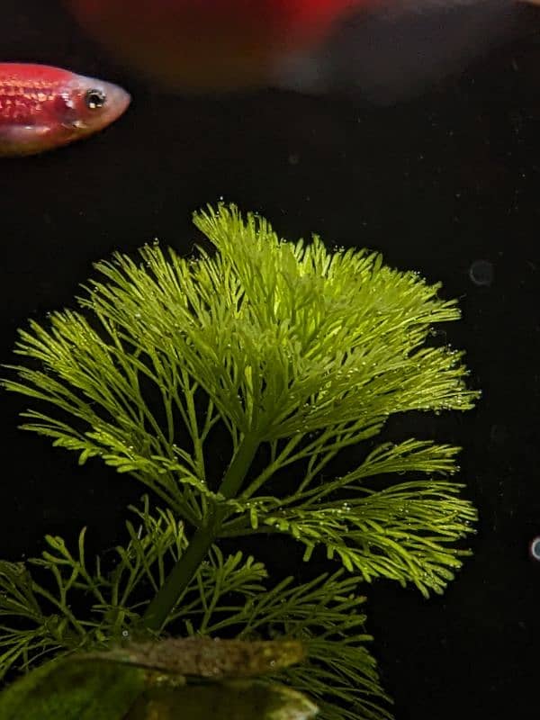 Limnophila sessiliflora aqua plant (8 stemps) 5