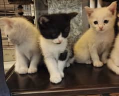 Persian kittens