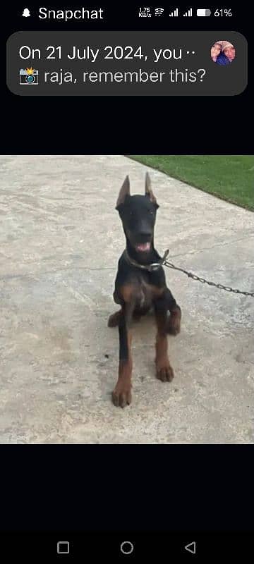 dog doberman 1