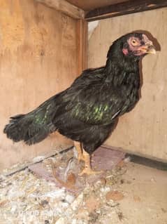 mushki aseel mada high quality lasani breed