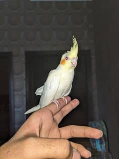 handtame cream cocktail parrot whatapp(03222694451)