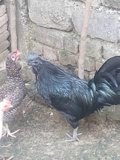 Ayam Cemani Male roaster