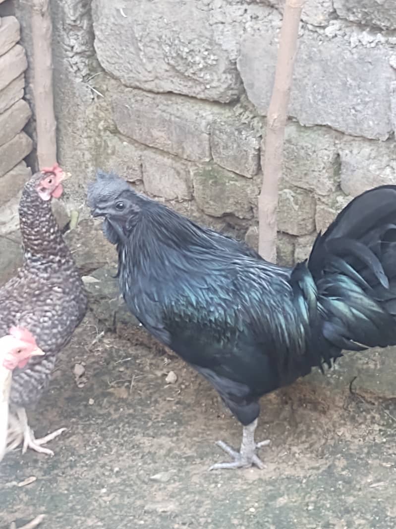 Ayam Cemani 0