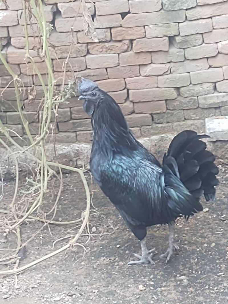 Ayam Cemani 1