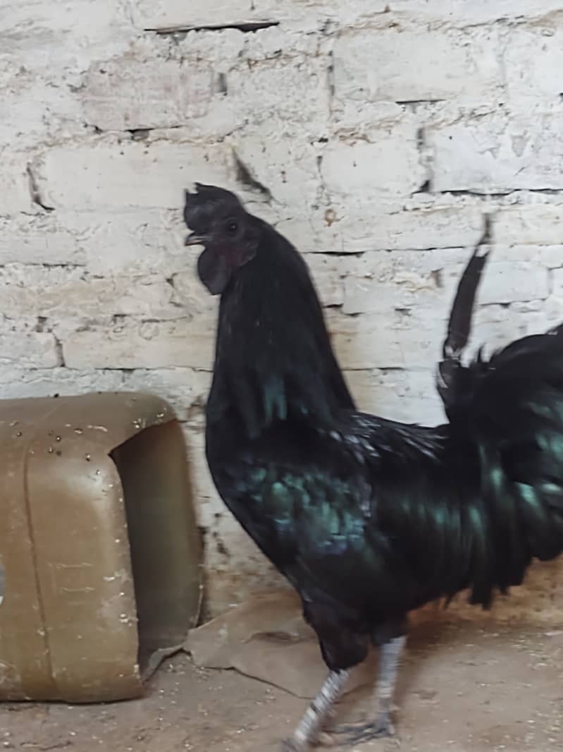 Ayam Cemani 2