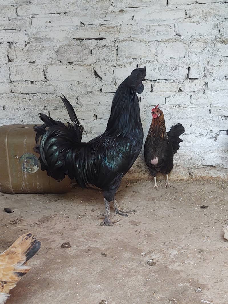 Ayam Cemani 3