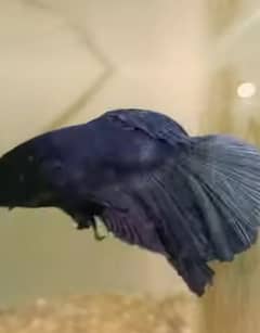 Betta