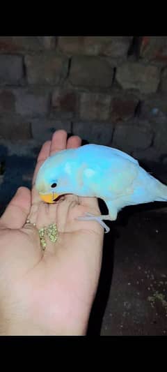 albino patha hand tamed