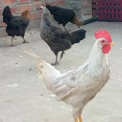 Desi Hens ready for eggs lying Multan road manga mandi Dina nath