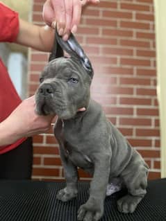 Imported cane corso puppies available for booking