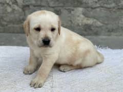 labrador Male  white and gold colour male