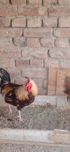 full healthy murghay 2 hen 03007626650