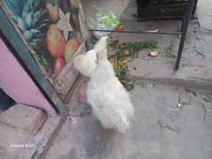 White Silkie pair & Black male