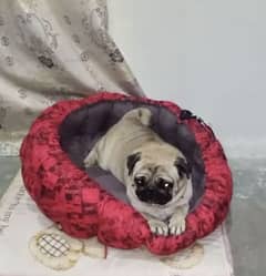 pug