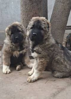 Imported Caucasian Shepherd puppies available for booking