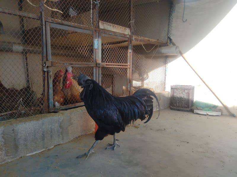 Ayam cemani gray tongue full young 0