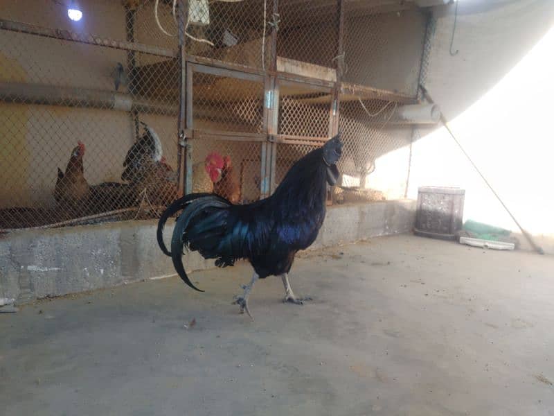 Ayam cemani gray tongue full young 1