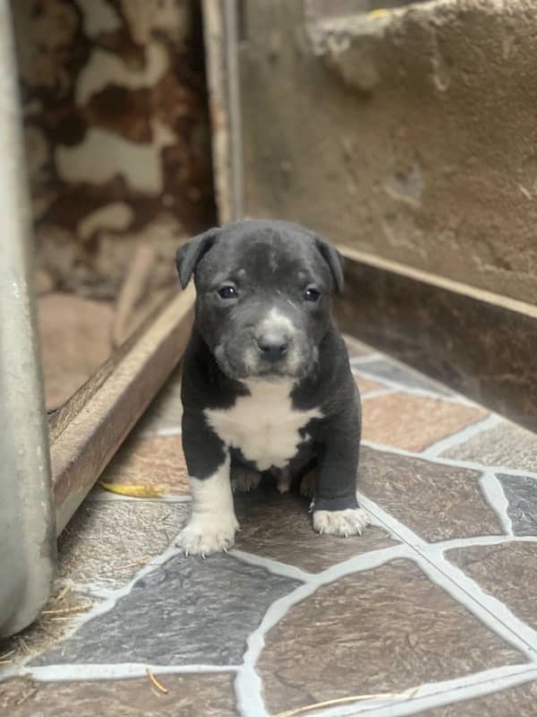 Pitbull male pup 0