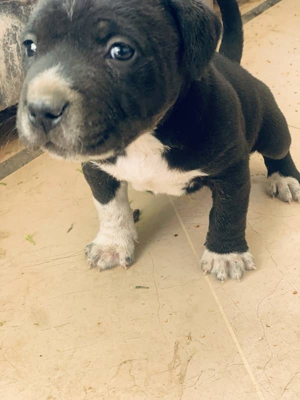 Pitbull male pup 3