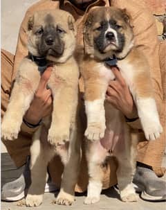 Afghan Kochi Pair | security dog for sale | Afghan Kuchi Breed