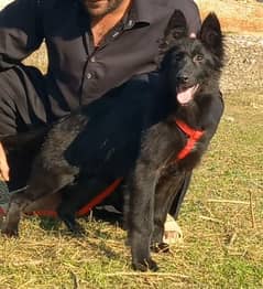 German Shepherd Long Coat Dog / Black German Shepherd Female For Sale