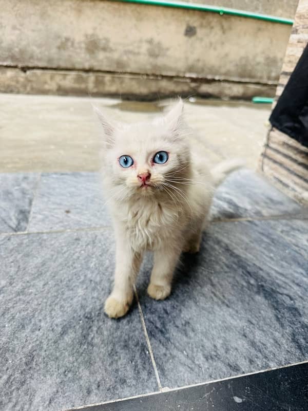 1 White Persian Kitten 0