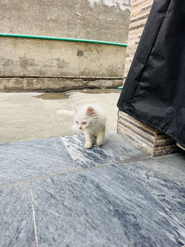 1 White Persian Kitten 1