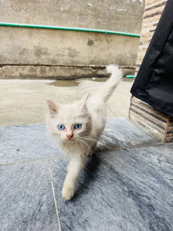 1 White Persian Kitten 2