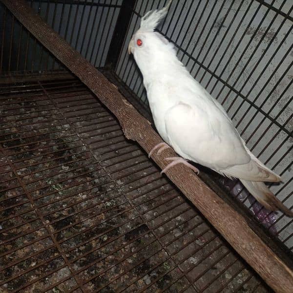 Eno cockatiel pair and frillback pigeon pair available 1