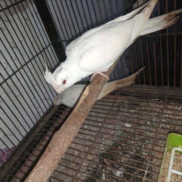 Eno cockatiel pair and frillback pigeon pair available 2