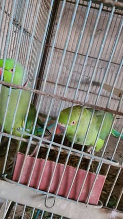 Ringneck Breeder Pair's Only Whatsapp contact urgent sale