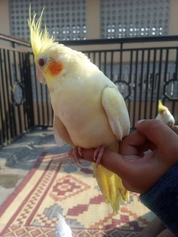 Hand tamp cockatiel 0