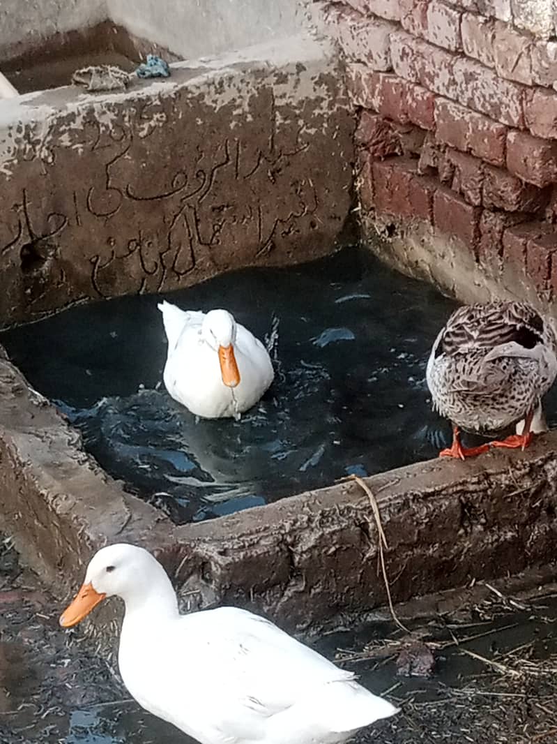 Anday danay wali ducks pure 0