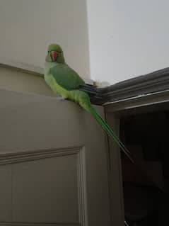 Green Parrot For Sale