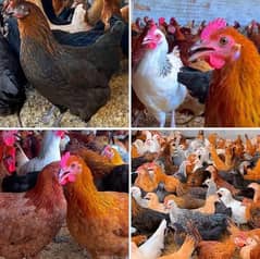 golden misri desi hen murgi fresh stater eggs laying hens Available.