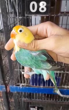 Aqua opline B1 & B2 Breeder pair Albino red eye & Purbule Pestal Ino