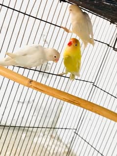 Lovebirds,Albino,Decino