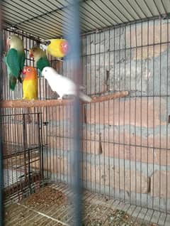 Lovebird pair for sale