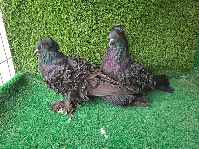 Supreme Quality Frillback breeding pair Pigeons/ kabooter 6