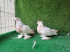 Supreme Quality Frillback breeding pair Pigeons/ kabooter